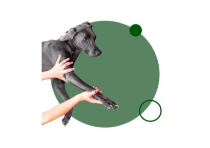 Descubre ahora nuestro Máster en fisioterapia canina y estudia online