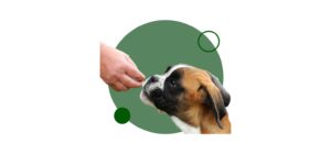 Fórmate ahora en el Curso de adiestramiento canino online