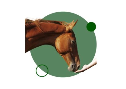 Descubre ahora la Especialización en conformación del caballo, etnología y características básicas