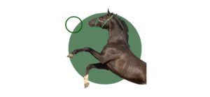 Equitación: especialización en anatomía, fisiología y trabajo a la cuerda de caballos