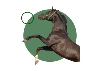 Equitación: especialización en anatomía, fisiología y trabajo a la cuerda de caballos
