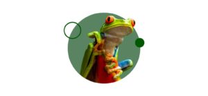 Estudia online ahora el Curso de reptiles y anfibios