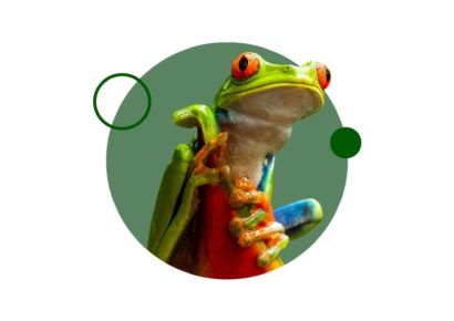Estudia online ahora el Curso de reptiles y anfibios