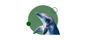 Estudia ahora el diploma de especialización en cetáceos y otros mamíferos marinos