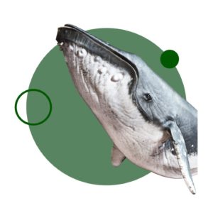 estudia ahora la especialización en anatomía y fisiología de los cetáceos