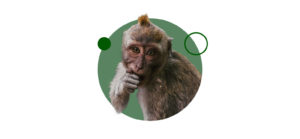 Consigue ahora tu especialización en primates etología estudiando 100% online