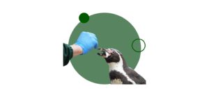 Estudia ahora el curso de especialización en enriquecimiento ambiental de animales salvajes