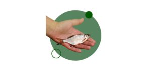 Especialización en peces de agua dulce online, Descubre todos los detalles.