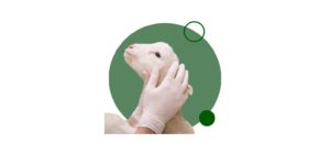 Estudia online el curso auxiliar veterinario de animales de granja