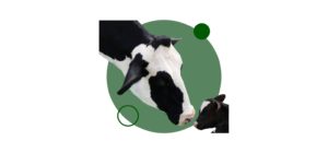 Estudia ahora con nuestro curso de ganado bovino (vacuno)