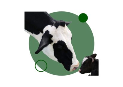 Estudia ahora con nuestro curso de ganado bovino (vacuno)