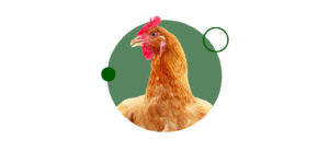 Estudia ahora el curso de avicultura y fórmate online