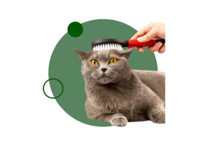 Descubre nuestra doble titulación de auxiliar veterinario (AV) + Diploma de especialización en peluquería canina y felina