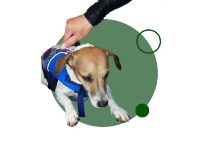Estudia ahora nuestra doble titulación de Auxiliar veterinario + Máster en fisioterapia y rehabilitación canina y felina