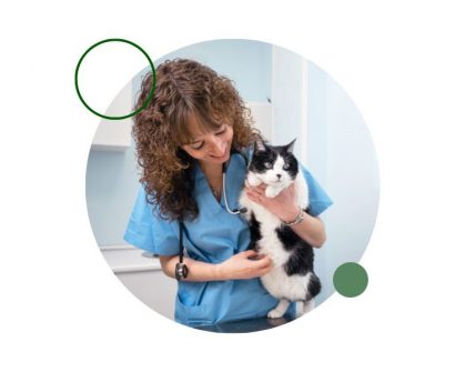 Descubre qué es un psicólogo felino, qué hace, qué estudia y cómo puede ayudar a resolver problemas de comportamiento en gatos.