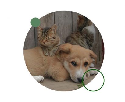 Descubre qué es un núcleo zoológico, cuántos animales requiere, su importancia para el bienestar animal y los pasos clave para obtenerlo.