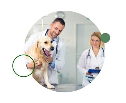Descubre qué hay que estudiar para ser auxiliar veterinario, las asignaturas, duración de la formación, perfil profesional y salario mensual.