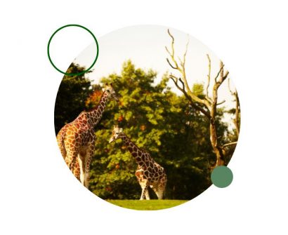 Descubre qué hay que estudiar para trabajar en un zoo: asignaturas clave como biología, zoología, ecología y más.