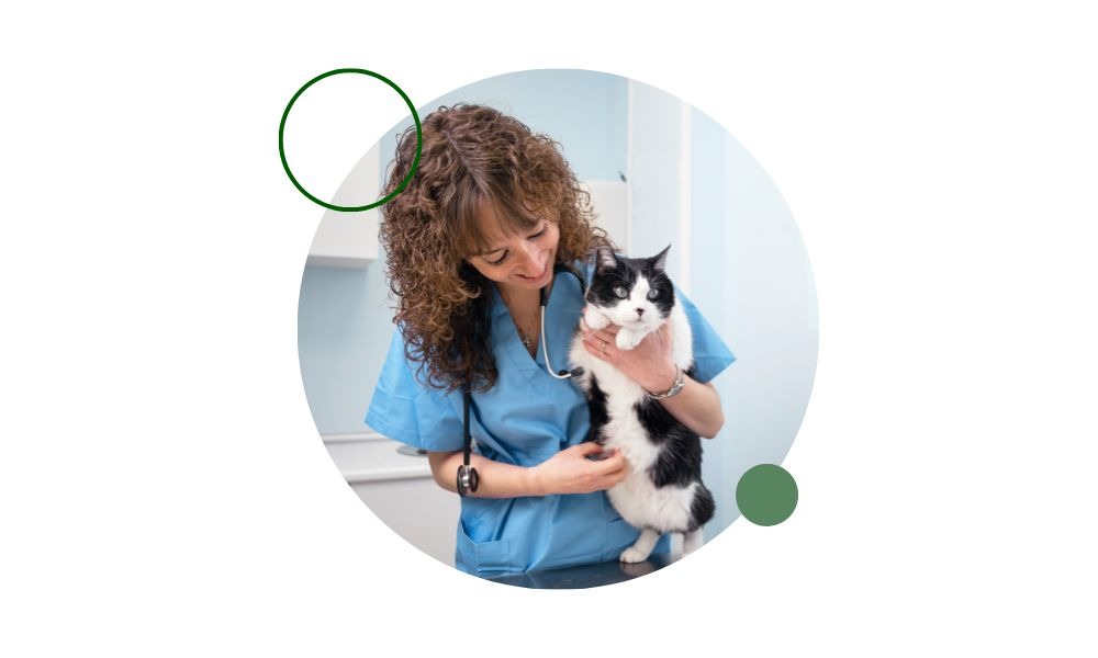 Descubre qué es un psicólogo felino, qué hace, qué estudia y cómo puede ayudar a resolver problemas de comportamiento en gatos.