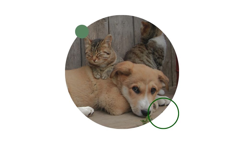 Descubre qué es un núcleo zoológico, cuántos animales requiere, su importancia para el bienestar animal y los pasos clave para obtenerlo.