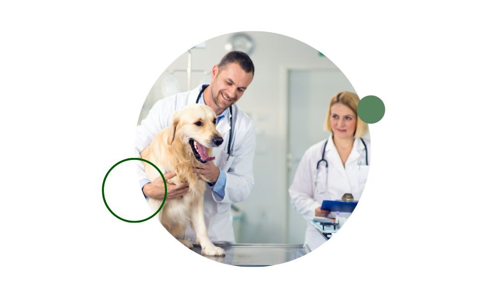 Descubre qué hay que estudiar para ser auxiliar veterinario, las asignaturas, duración de la formación, perfil profesional y salario mensual.