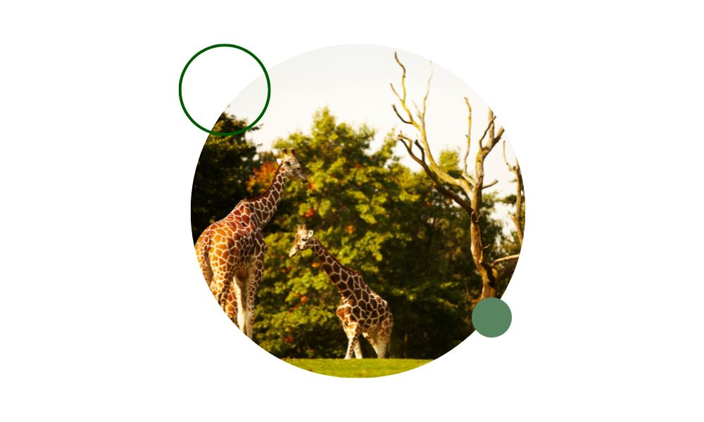 Descubre qué hay que estudiar para trabajar en un zoo: asignaturas clave como biología, zoología, ecología y más.